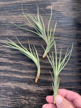 Load image into Gallery viewer, Tillandsia X Mystic Burgundy-(muhriae x albertiana)