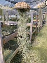 Load image into Gallery viewer, Airplant/Tillandsia -Moss Tilly Fish