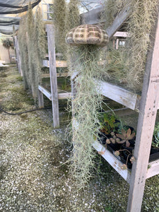 Airplant/Tillandsia -Moss Tilly Fish
