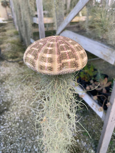 Airplant/Tillandsia -Moss Tilly Fish