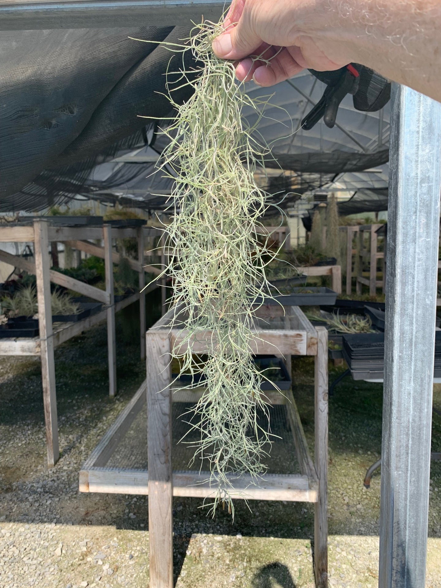 Tillandsia usneoides-U.S. Form