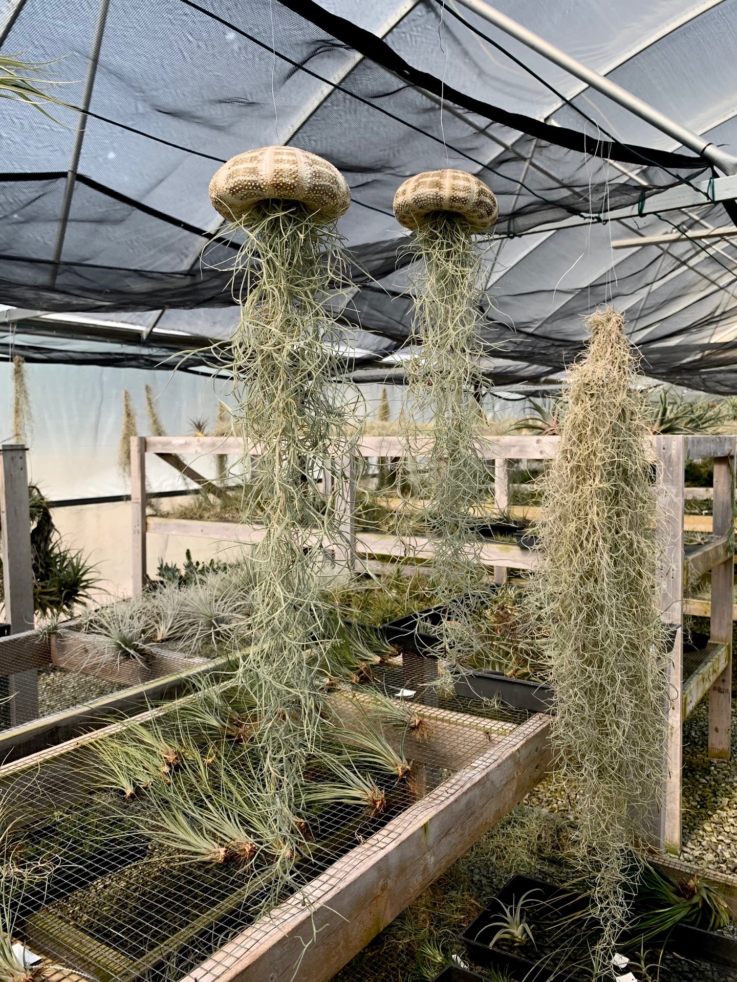 Airplant/Tillandsia -Moss Tilly Fish