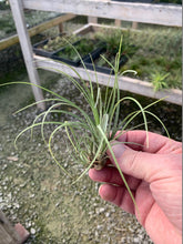 Load image into Gallery viewer, Tillandsia Floribunda-Small Plants