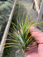 Load image into Gallery viewer, Tillandsia Caulescens- Large Plants