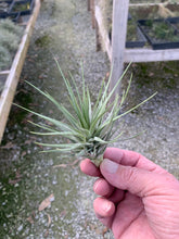 Load image into Gallery viewer, Tillandsia Aeranthos Gray Ghost