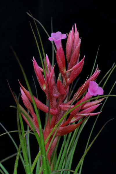 Tillandsia globosa