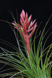 Tillandsia globosa