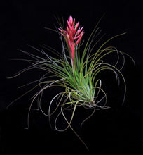 Load image into Gallery viewer, Tillandsia globosa