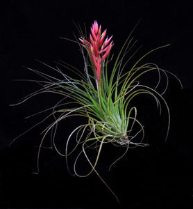 Tillandsia globosa