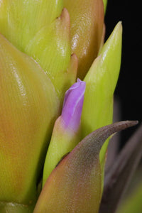 Tillandsia Huarazensis