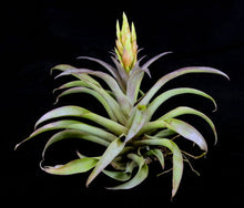 Load image into Gallery viewer, Tillandsia Huarazensis