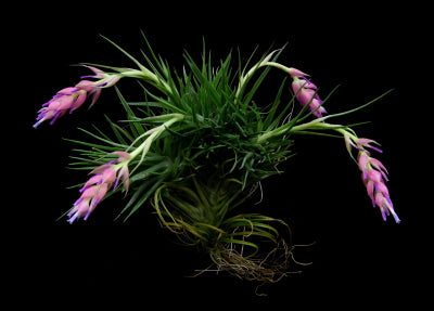 Tillandsia Neglecta x Stricta -Single Plants