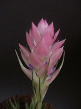 Load image into Gallery viewer, Tillandsia Neglecta x Stricta -Single Plants