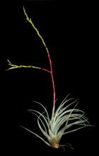 Load image into Gallery viewer, Tillandsia pringleyi-Large Clusters