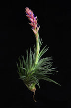 Load image into Gallery viewer, Tillandsia Stricta Green Goddess