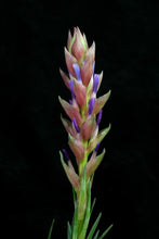 Load image into Gallery viewer, Tillandsia Stricta Green Goddess