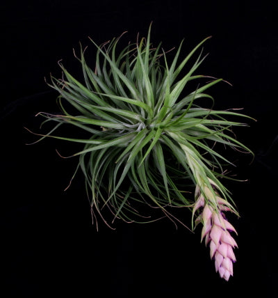 Tillandsia Stricta Hugo