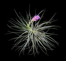Load image into Gallery viewer, Tillandsia Stricta Soft Gray