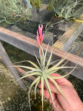 Load image into Gallery viewer, Tillandsia Aeranthos the Pink