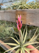 Load image into Gallery viewer, Tillandsia Aeranthos the Pink