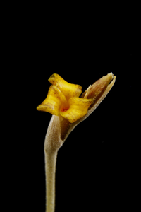 Tillandsia Caliginosa