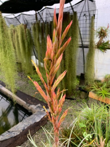 Tillandsia Callichroma - Medium Single Plant