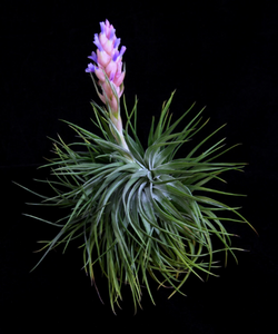 Tillandsia stricta v. compacta-Single Plants