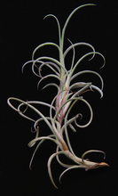 Load image into Gallery viewer, Tillandsia Crocata Giant