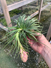 Load image into Gallery viewer, Tillandsia Stricta Cousin It