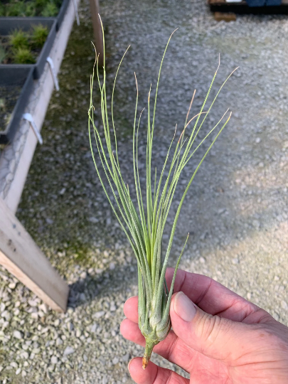 Tillandsia Disticha Maxima