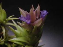 Load image into Gallery viewer, Tillandsia Neglecta- Medium Single Plants