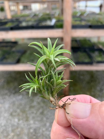 Tillandsia Neglecta- Medium Single Plants