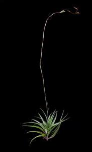 Tillandsia Flexuosa Viva-Parva -Small Plants