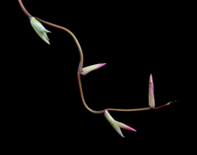 Load image into Gallery viewer, Tillandsia Flexuosa Viva-Parva -Small Plants