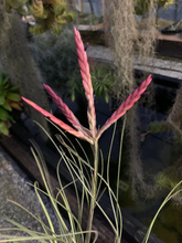Load image into Gallery viewer, Tillandsia Floribunda-Small Plants