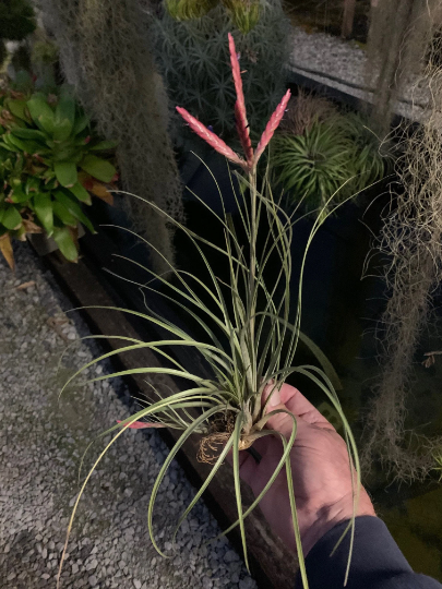 Tillandsia Floribunda-Small Plants