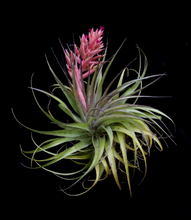 Load image into Gallery viewer, Tillandsia geminiflora-  Beautiful Blooms and Form
