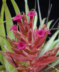 Tillandsia geminiflora-  Beautiful Blooms and Form