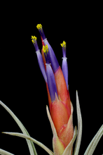 Load image into Gallery viewer, Tillandsia Harrisii -Medium Plants
