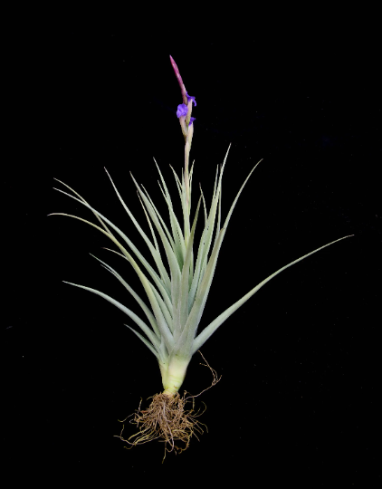 Tillandsia Ixioides x Reichenbachii