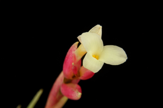 Tillandsia jucunda