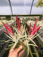 Load image into Gallery viewer, Tillandsia &quot;Majestic&quot;