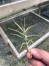 Load image into Gallery viewer, Tillandsia diaguitensis