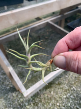 Load image into Gallery viewer, Tillandsia diaguitensis
