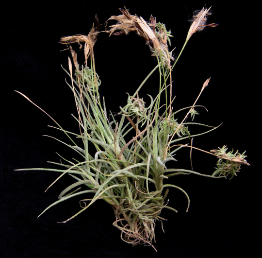 Tillandsia recurvata-Florida 