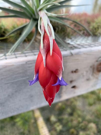 Tillandsia Recurvifolia Purple