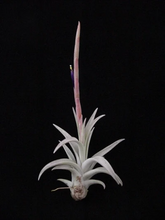 Load image into Gallery viewer, Tillandsia Schatzlii -Small Plants