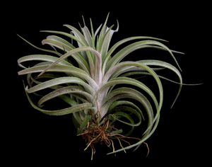 Tillandsia "Screwball"-(chiapensis x velutina)-Large Plants