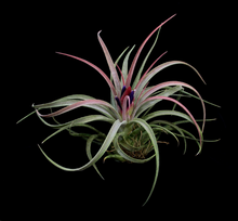Load image into Gallery viewer, Tillandsia &quot;Screwball&quot;-(chiapensis x velutina)-Small Plants
