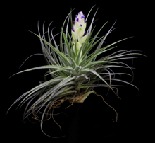 Load image into Gallery viewer, Tillandsia Stricta &quot;Silver Star&quot;